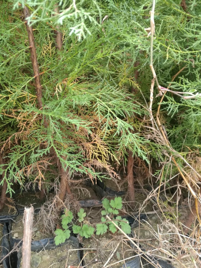 圆树