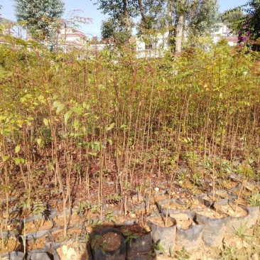 黄连木