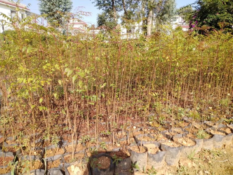 黄连木