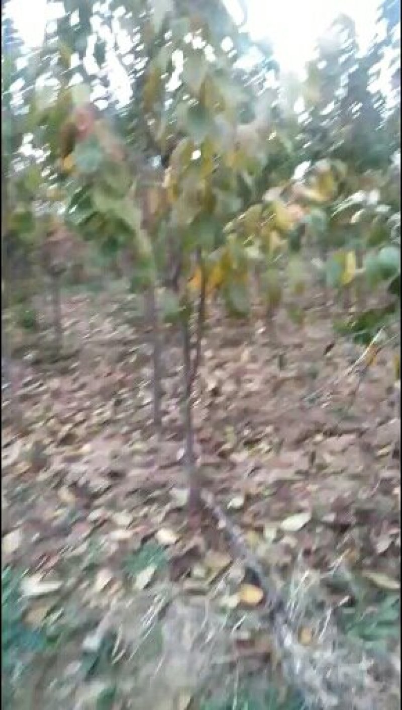 运城李子苗一手货源基地直发质量保障可视频看货欢迎电话联系