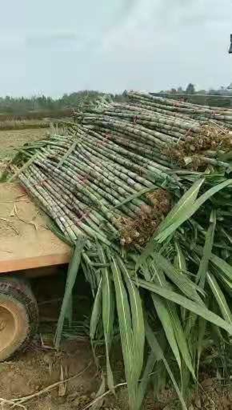 青皮白玉甘蔗，大量供应生产基地，提供返程车