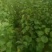 桃树品种苗，杏树，梨树，柿柿子，苹果全
