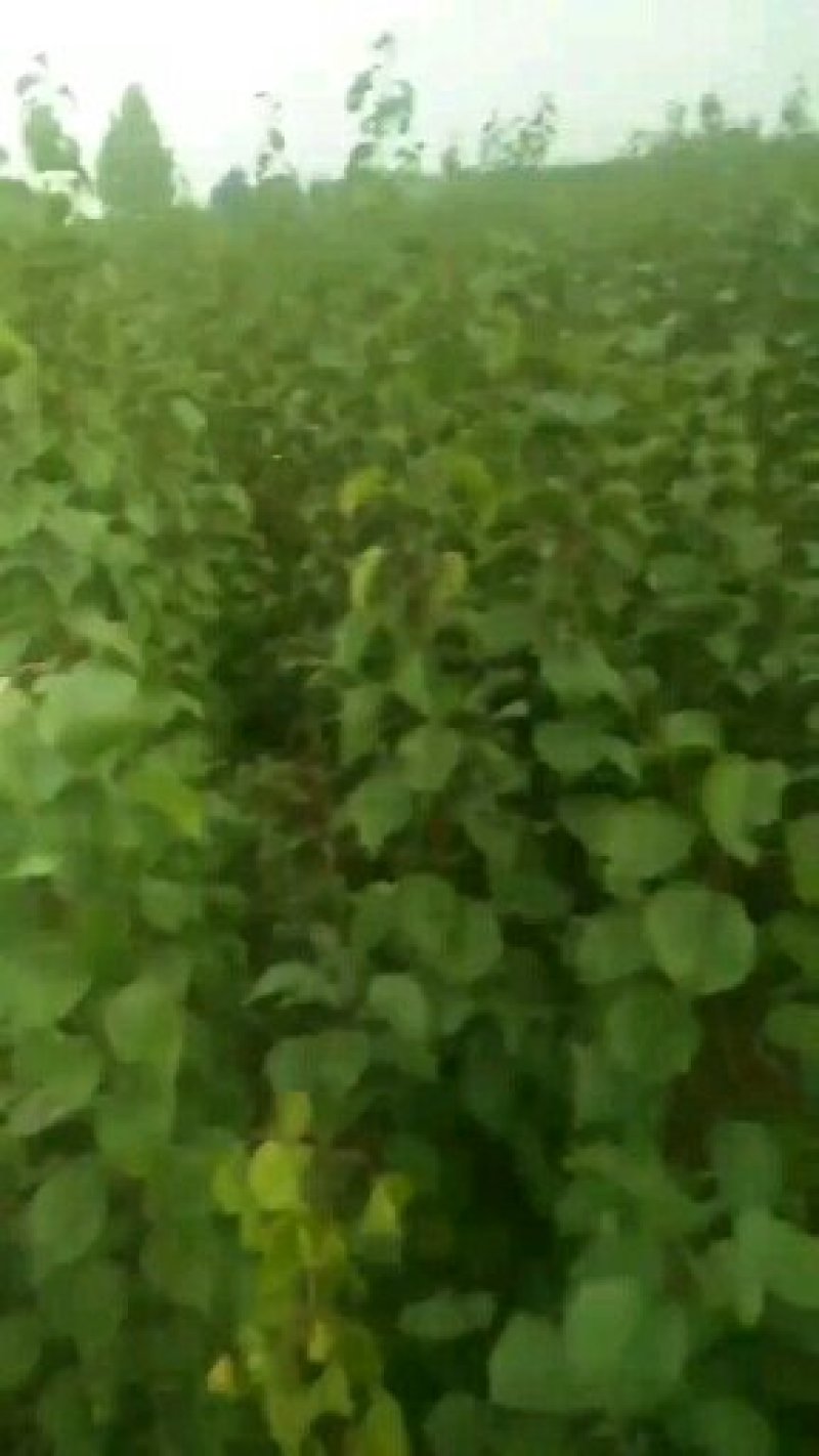 桃树品种苗，杏树，梨树，柿柿子，苹果全