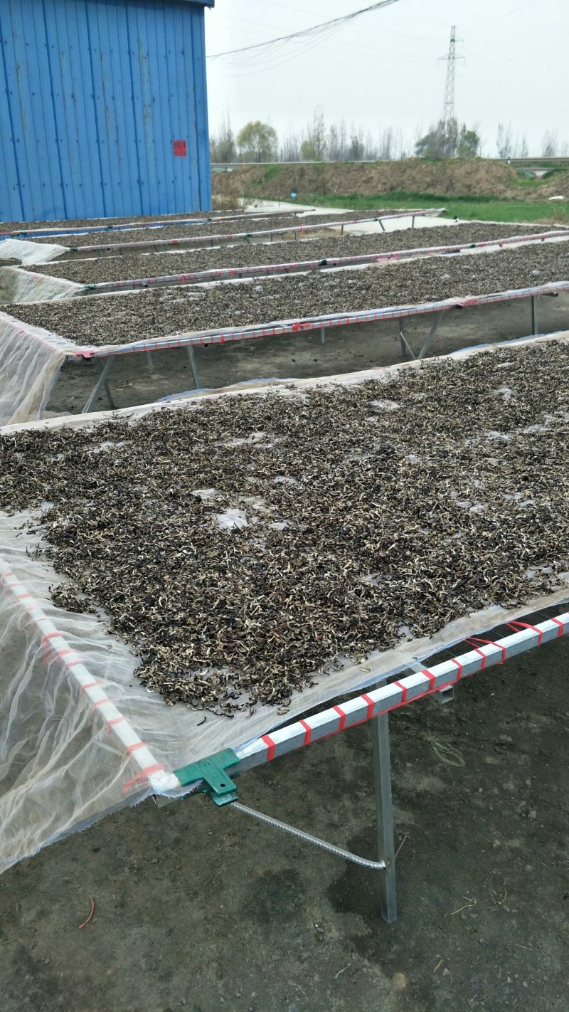 精品毛木耳丝工厂加工产地直销品种齐全量大价优
