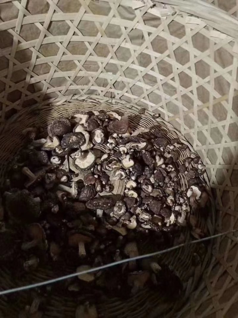 纯绿色香菇热卖中经过风吹雨打正宗野生