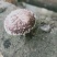 纯绿色香菇热卖中经过风吹雨打正宗野生