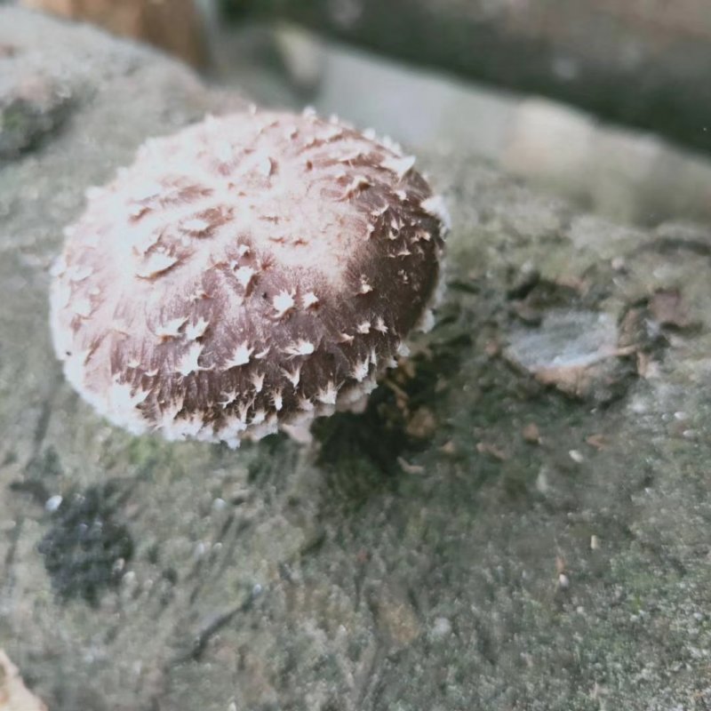 纯绿色香菇热卖中经过风吹雨打正宗野生