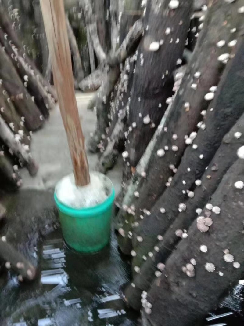 纯绿色香菇热卖中经过风吹雨打正宗野生