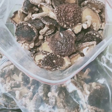 纯绿色香菇热卖中经过风吹雨打正宗野生