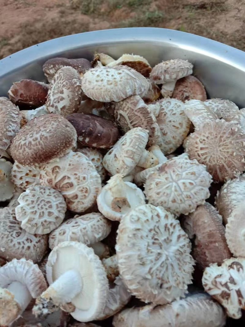 纯绿色香菇热卖中经过风吹雨打正宗野生