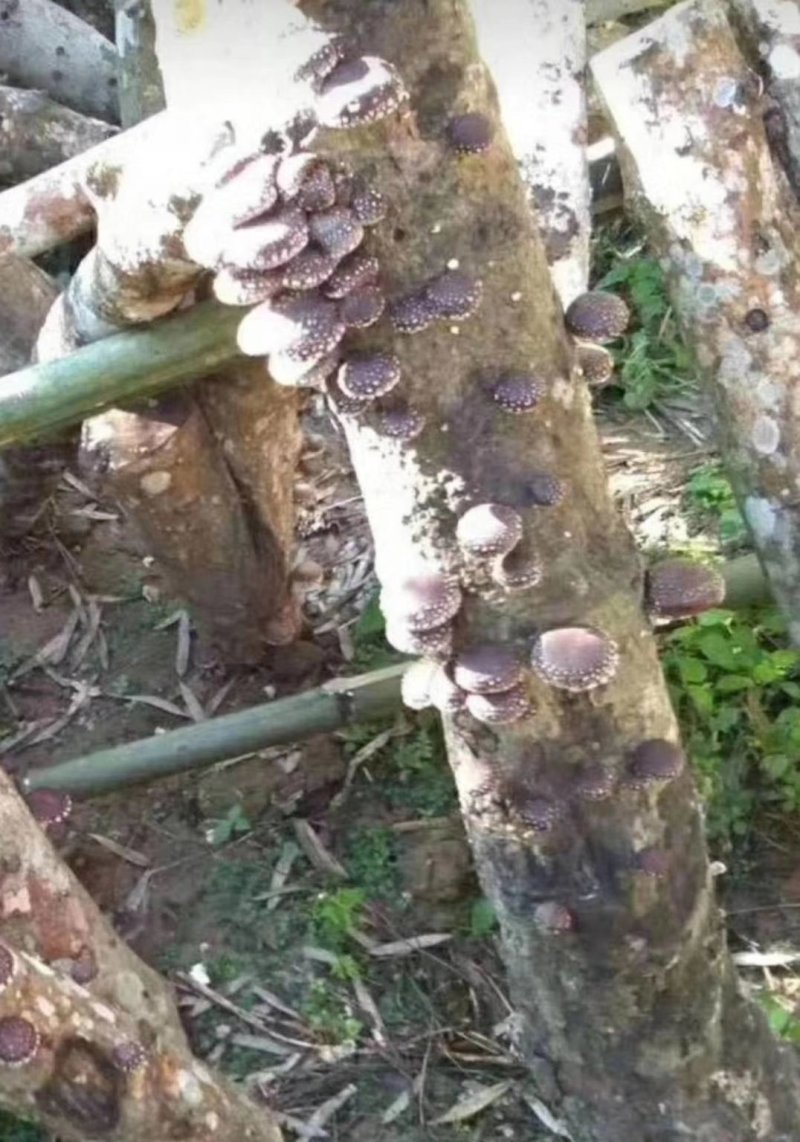 纯绿色香菇热卖中经过风吹雨打正宗野生