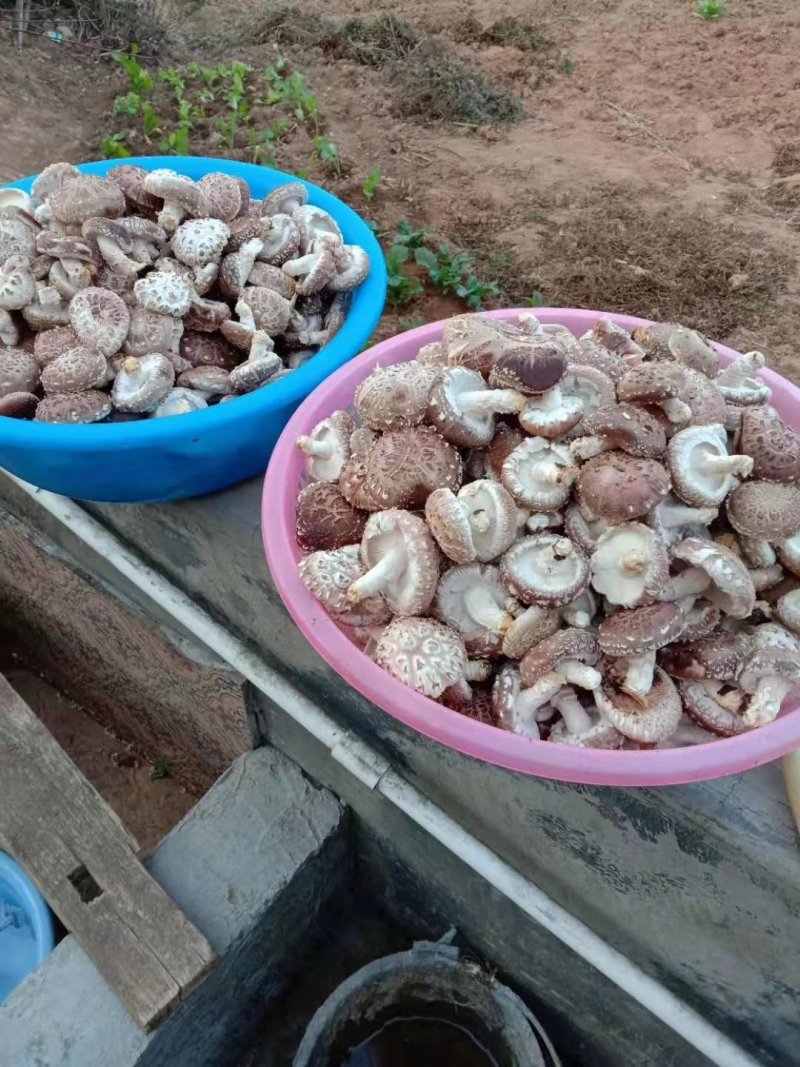 纯绿色香菇热卖中经过风吹雨打正宗野生