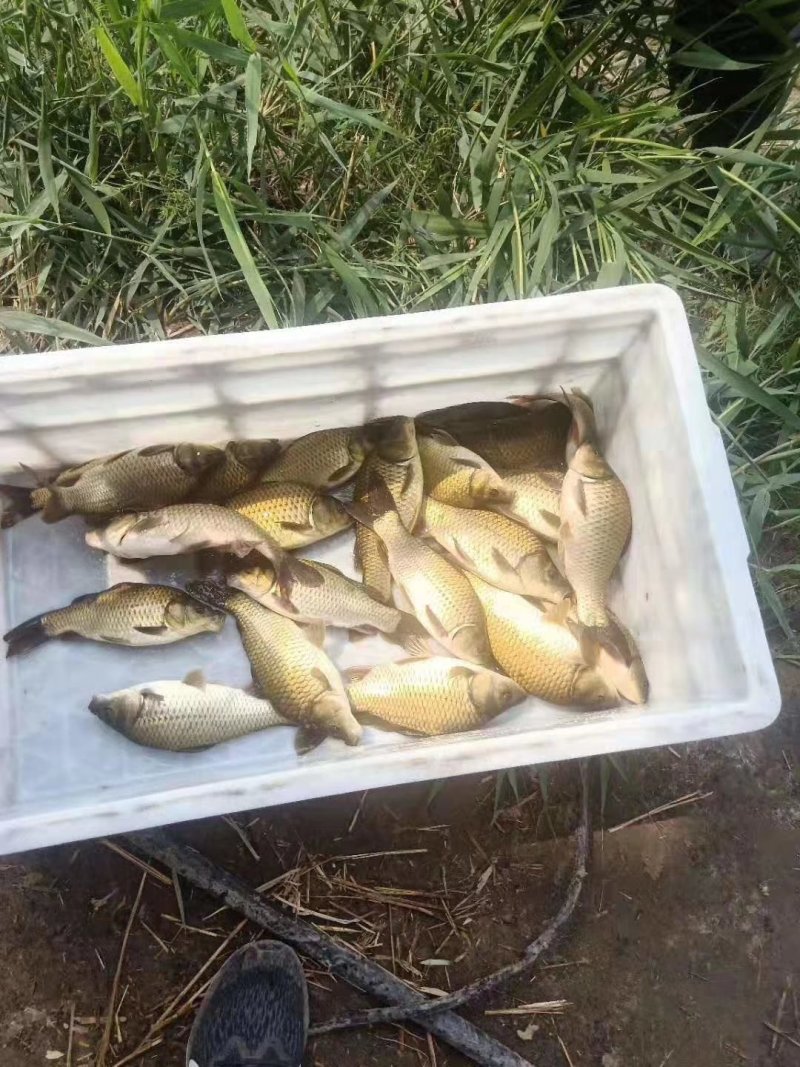 黄金鲫保质保量规格齐全，全国都可发货！！！！