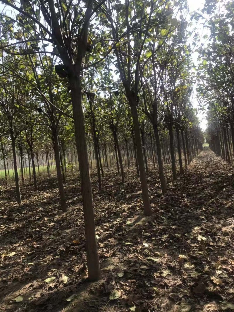 梓树各规格1-20大量供应