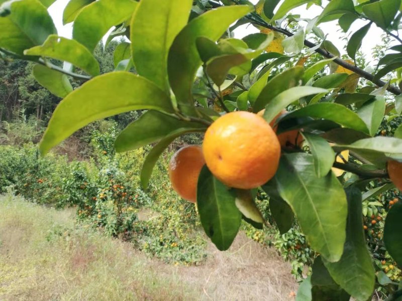 广东阳山专业果农种植的沙糖桔