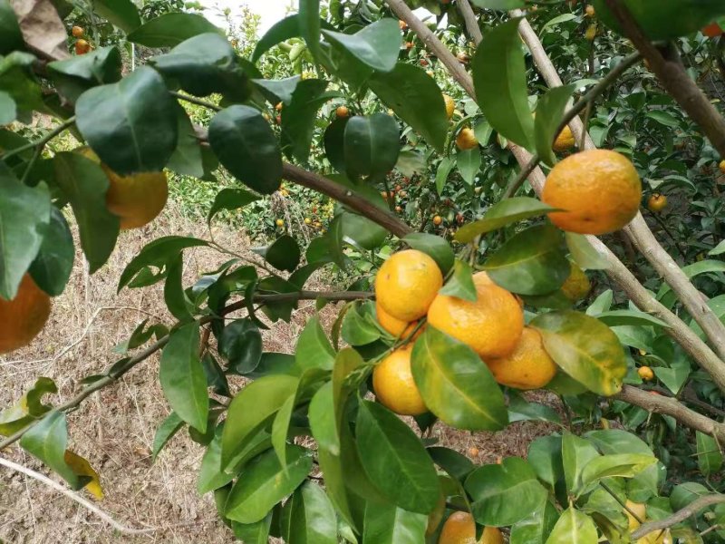 广东阳山专业果农种植的沙糖桔