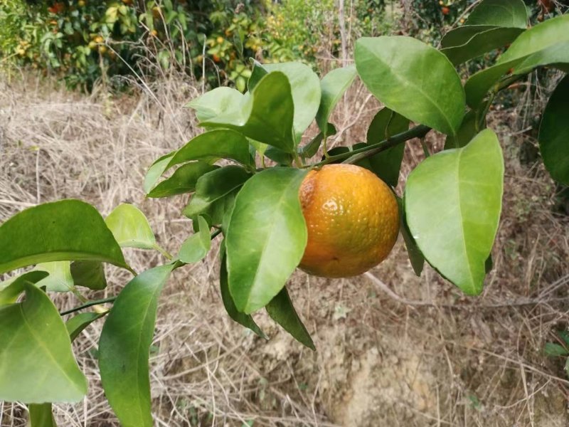 广东阳山专业果农种植的沙糖桔