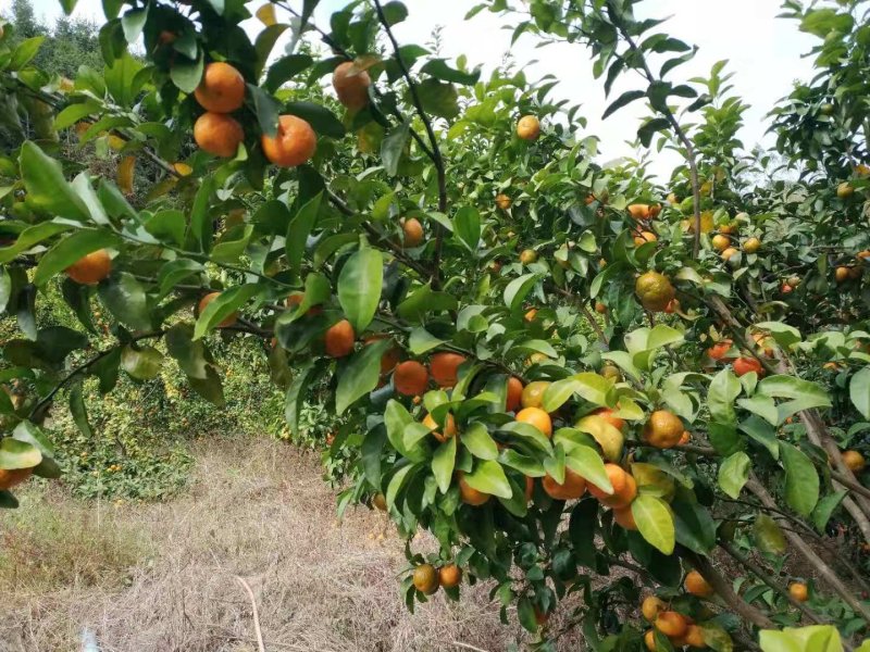 广东阳山专业果农种植的沙糖桔