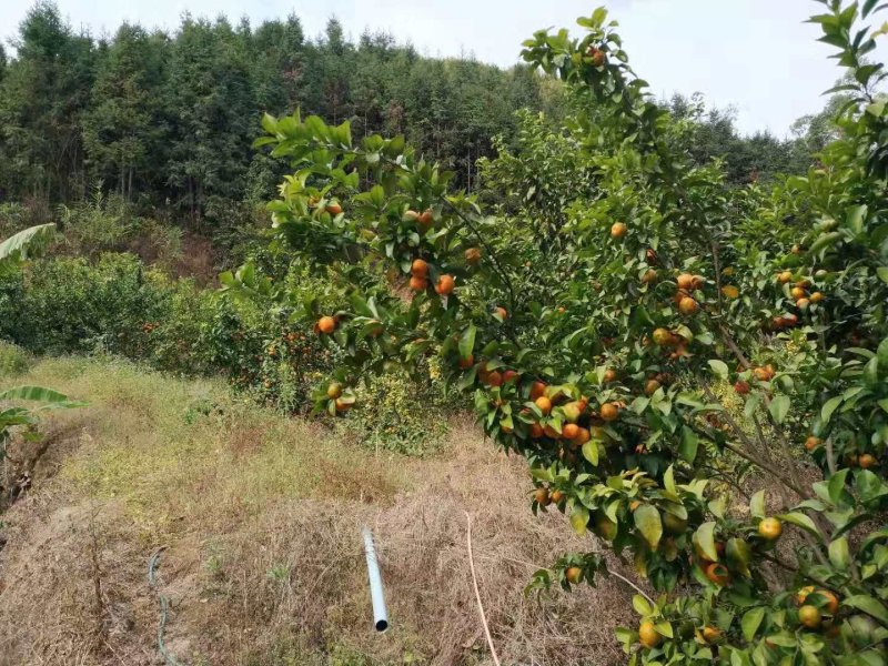 广东阳山专业果农种植的沙糖桔