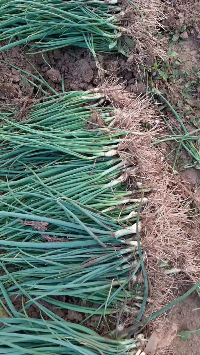 优质洋葱苗二红苗，黄苗现货包回收包教种植技术