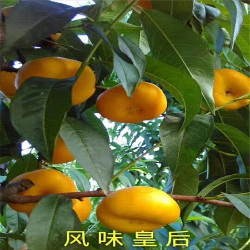紫血12，金秋红蜜珍珠枣油，明月油蟠，风味皇后，锦绣紫霞