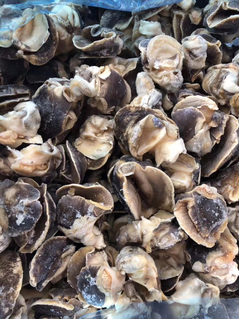 单冻深海域海螺肉去内脏纯肉