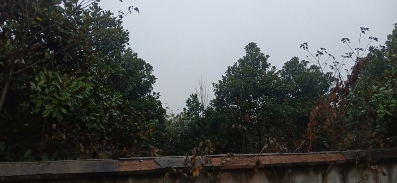 850亩绿化苗木，桂花，栾树，广玉兰，香樟处理