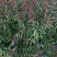 紫血12，金秋红蜜珍珠枣油，明月油蟠，风味皇后，锦绣紫霞