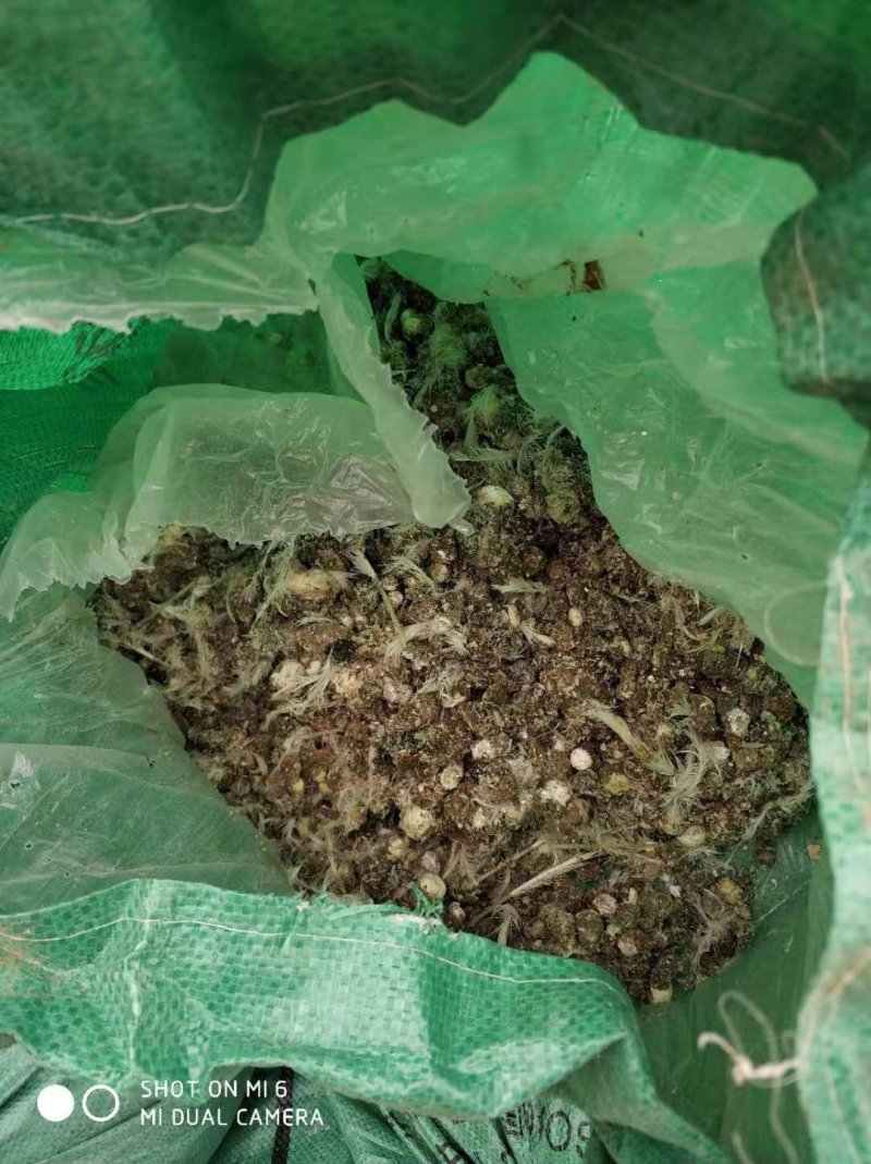 直接从鸡舍灌包的纯小鸡粪半干的
