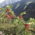 贵州本地花椒