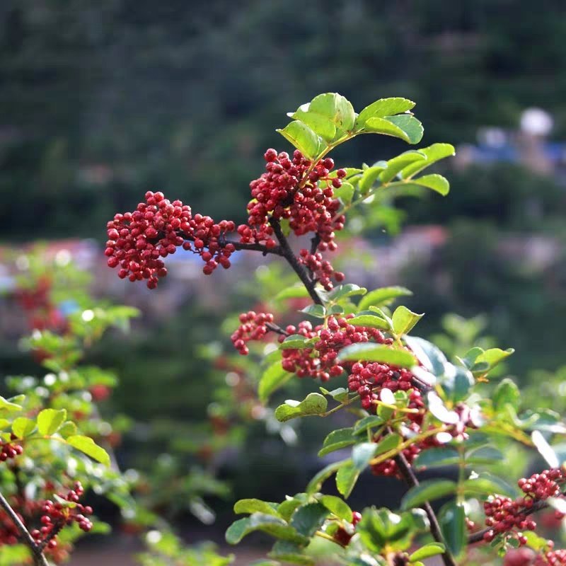 贵州本地花椒