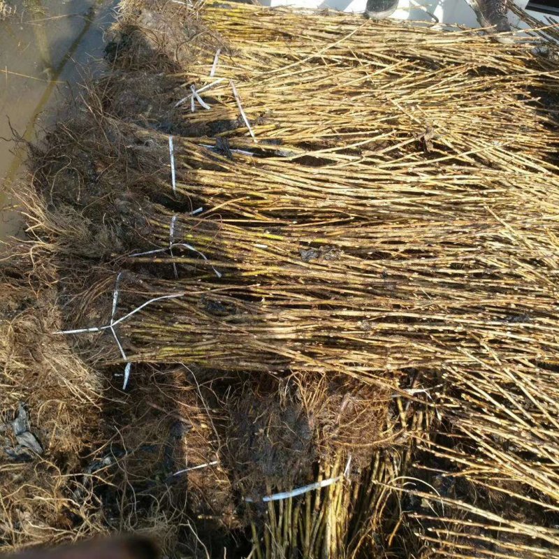 黑加仑苗，树葡萄苗，黑醋栗苗，东北黑加仑苗批发