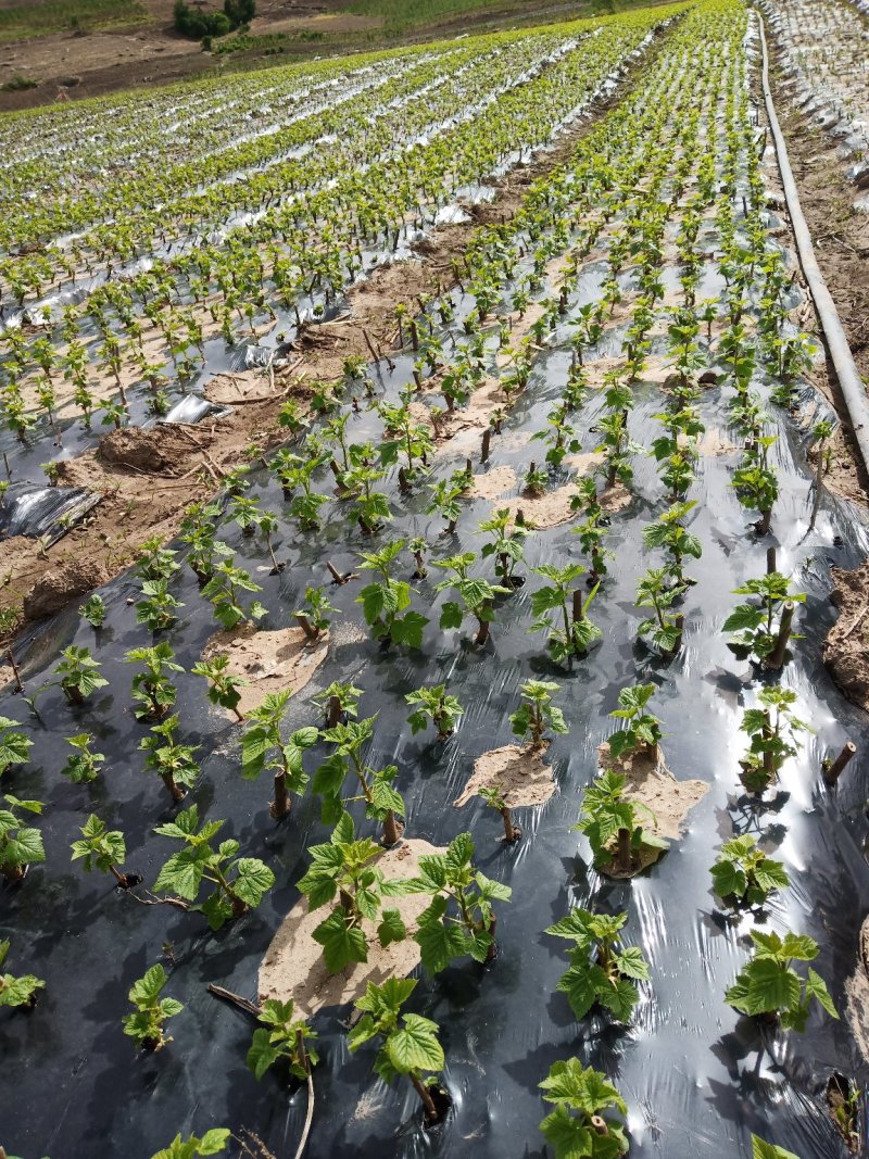 黑加仑苗，树葡萄苗，黑醋栗苗，东北黑加仑苗批发