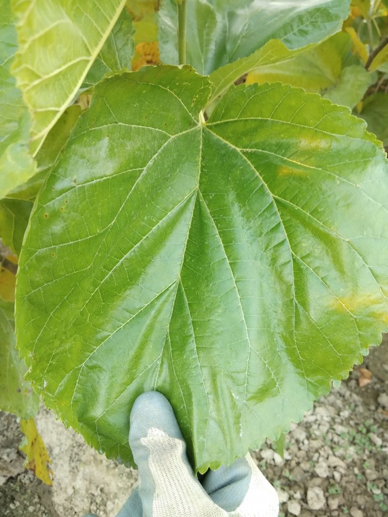 蚕桑苗海宁桑苗强桑一号，嫁接苗高产落叶晚