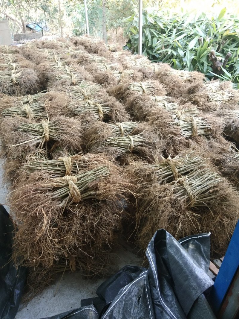 蚕桑苗海宁桑苗强桑一号，嫁接苗高产落叶晚