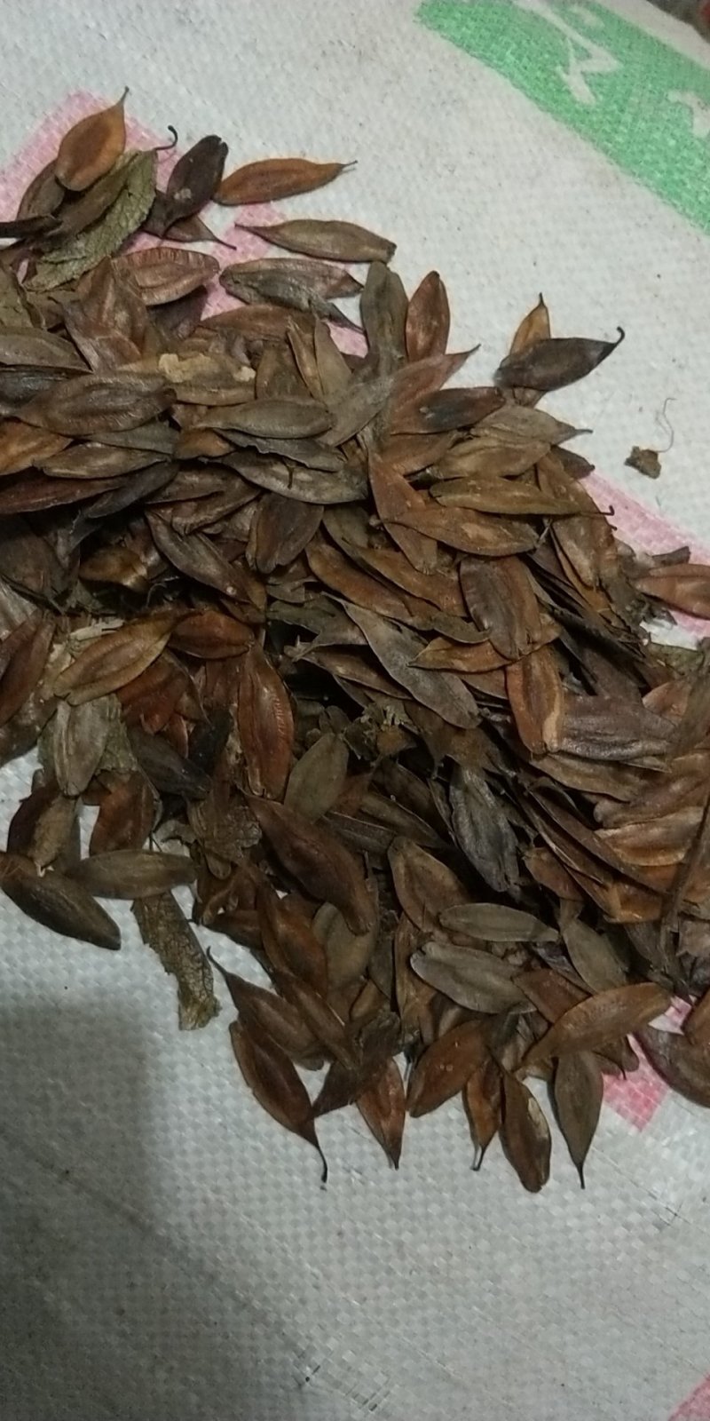 杜仲种子，保证当年新鲜种子发芽率百分之九十
