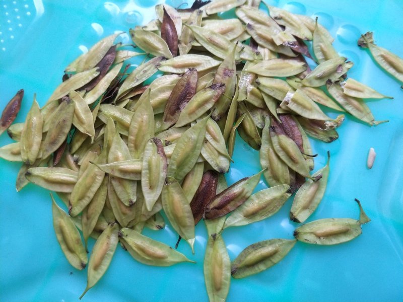 杜仲种子，保证当年新鲜种子发芽率百分之九十