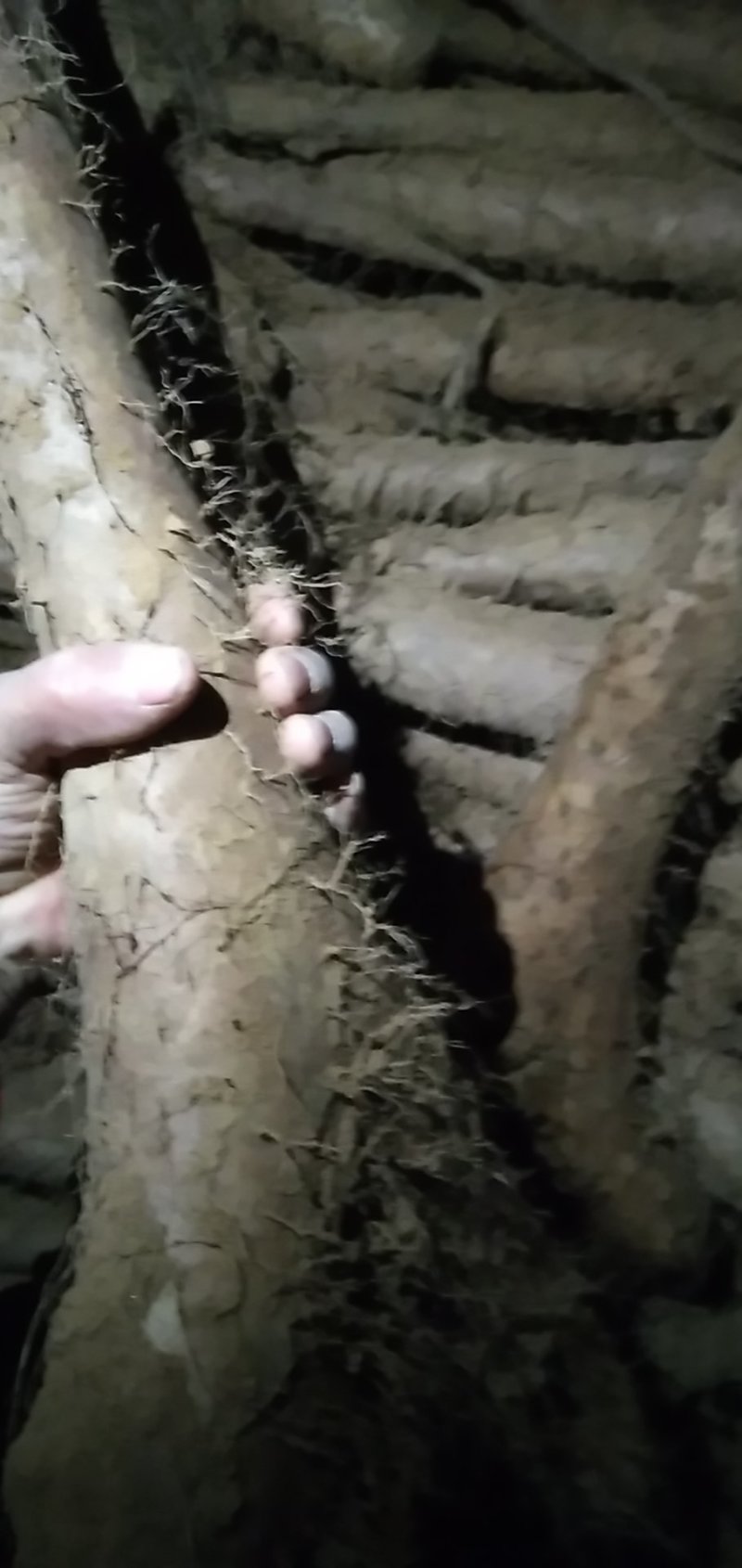 佛手山药整身饼子大量有货