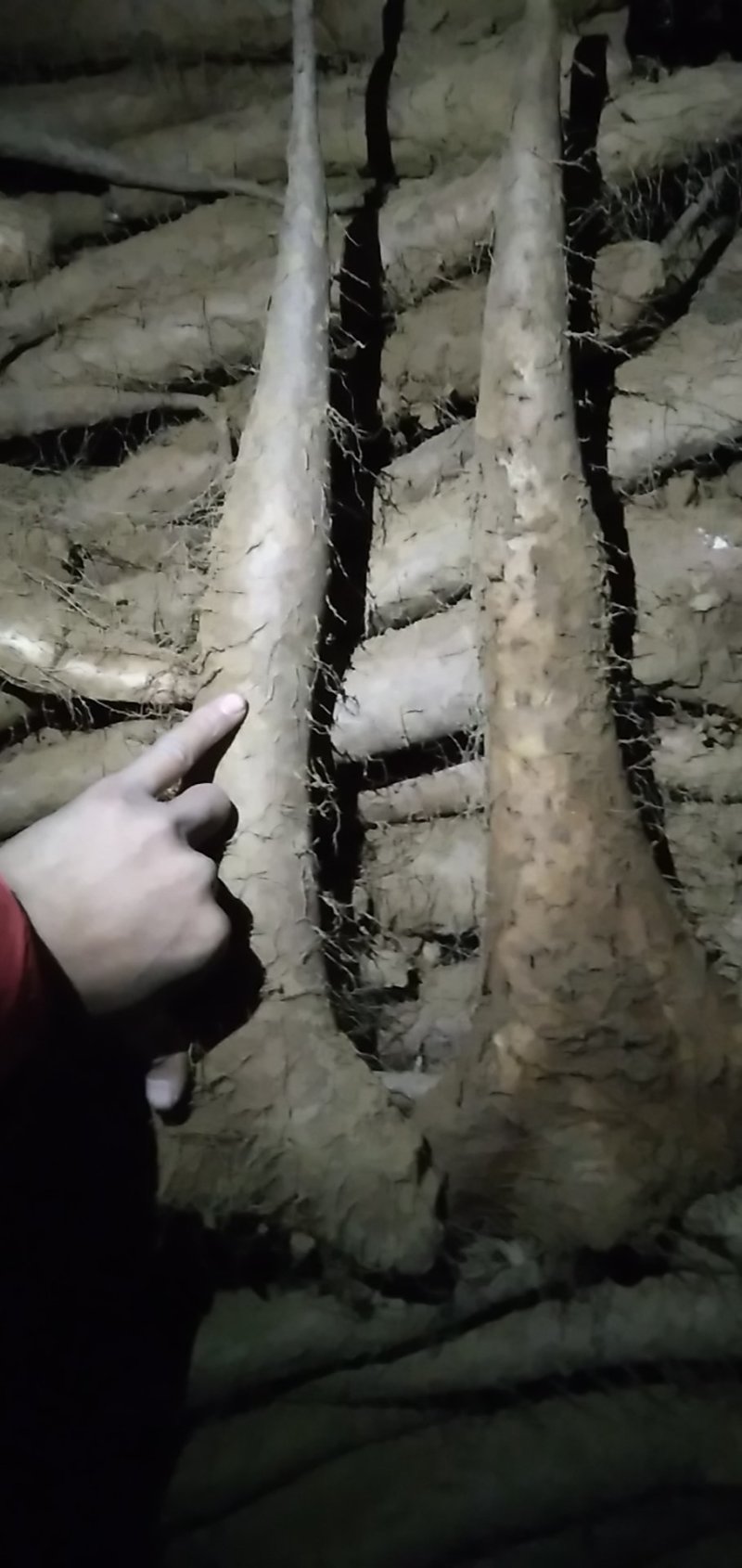 佛手山药整身饼子大量有货