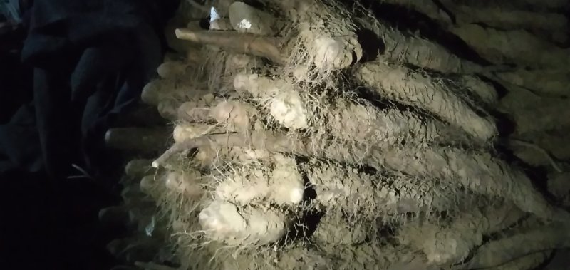 佛手山药整身饼子大量有货