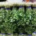 优质芹菜苗基地常年直发量大从优品种纯正诚信经营放心苗