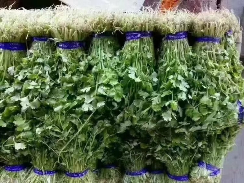 优质芹菜苗基地常年直发量大从优品种纯正诚信经营放心苗
