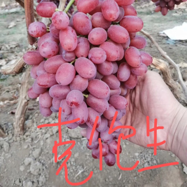 克伦生无核葡萄苗葡萄树苗优质克伦生葡萄苗山东基地直供
