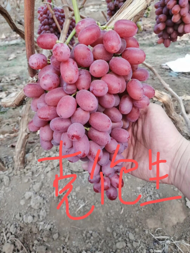 克伦生无核葡萄苗葡萄树苗优质克伦生葡萄苗山东基地直供