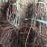 克伦生无核葡萄苗葡萄树苗优质克伦生葡萄苗山东基地直供