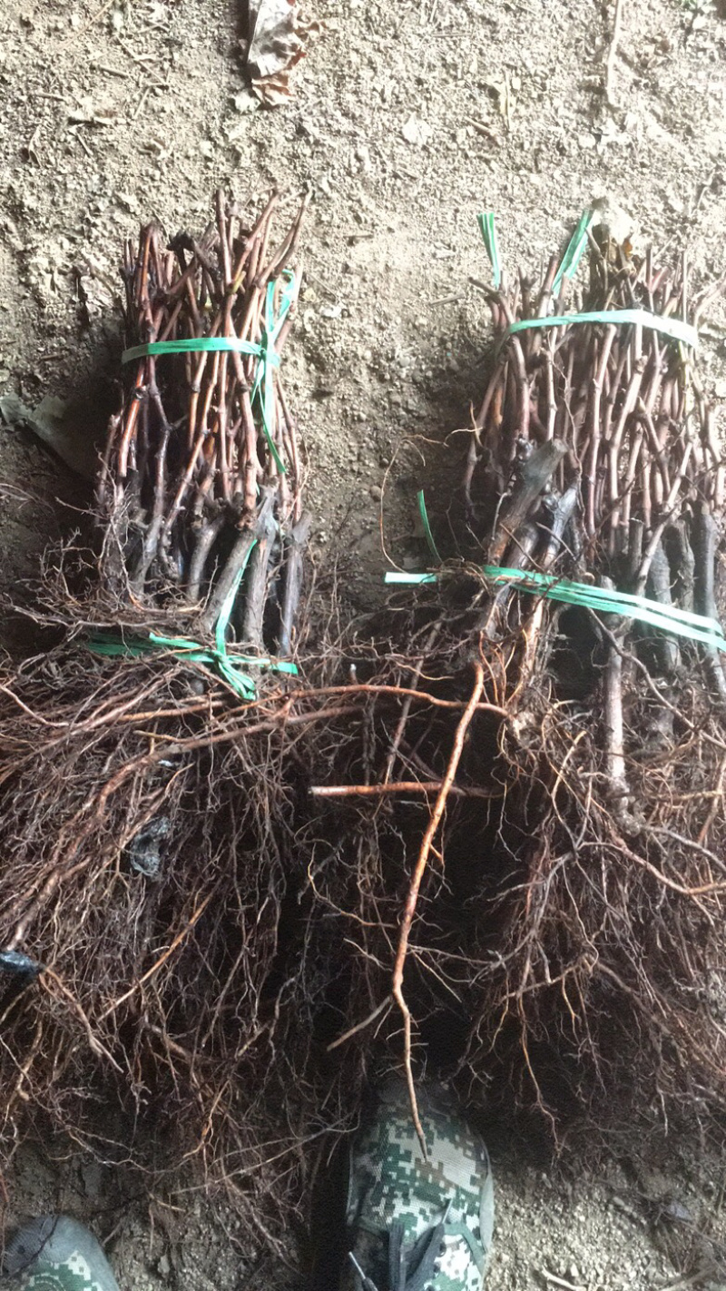 克伦生无核葡萄苗葡萄树苗优质克伦生葡萄苗山东基地直供
