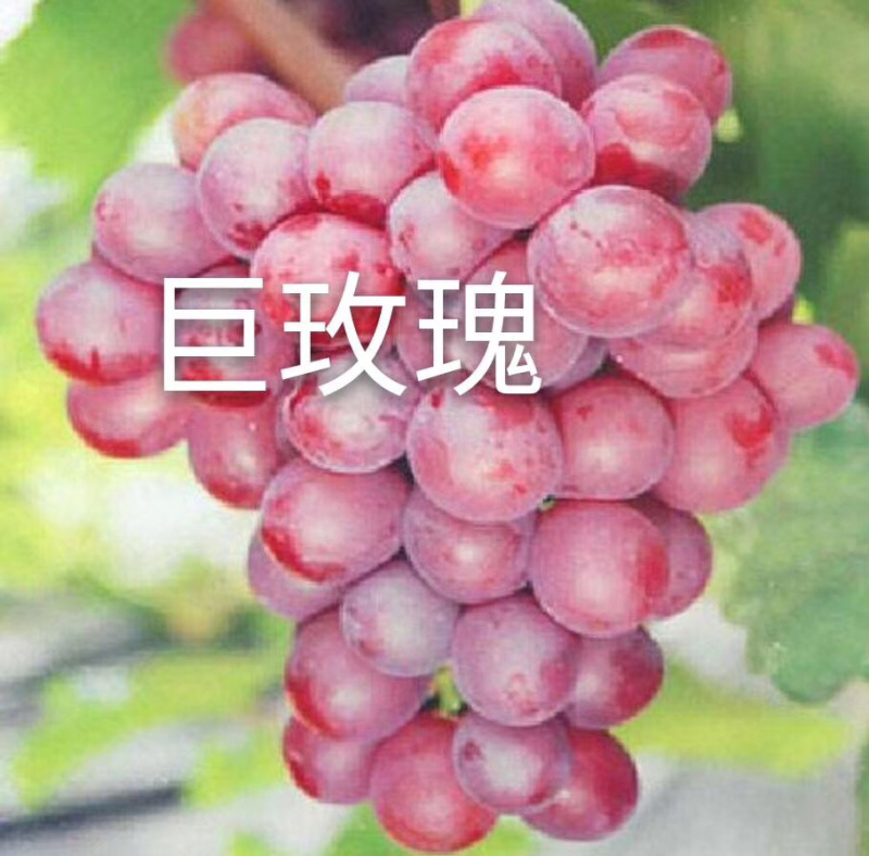 克伦生无核葡萄苗葡萄树苗优质克伦生葡萄苗山东基地直供
