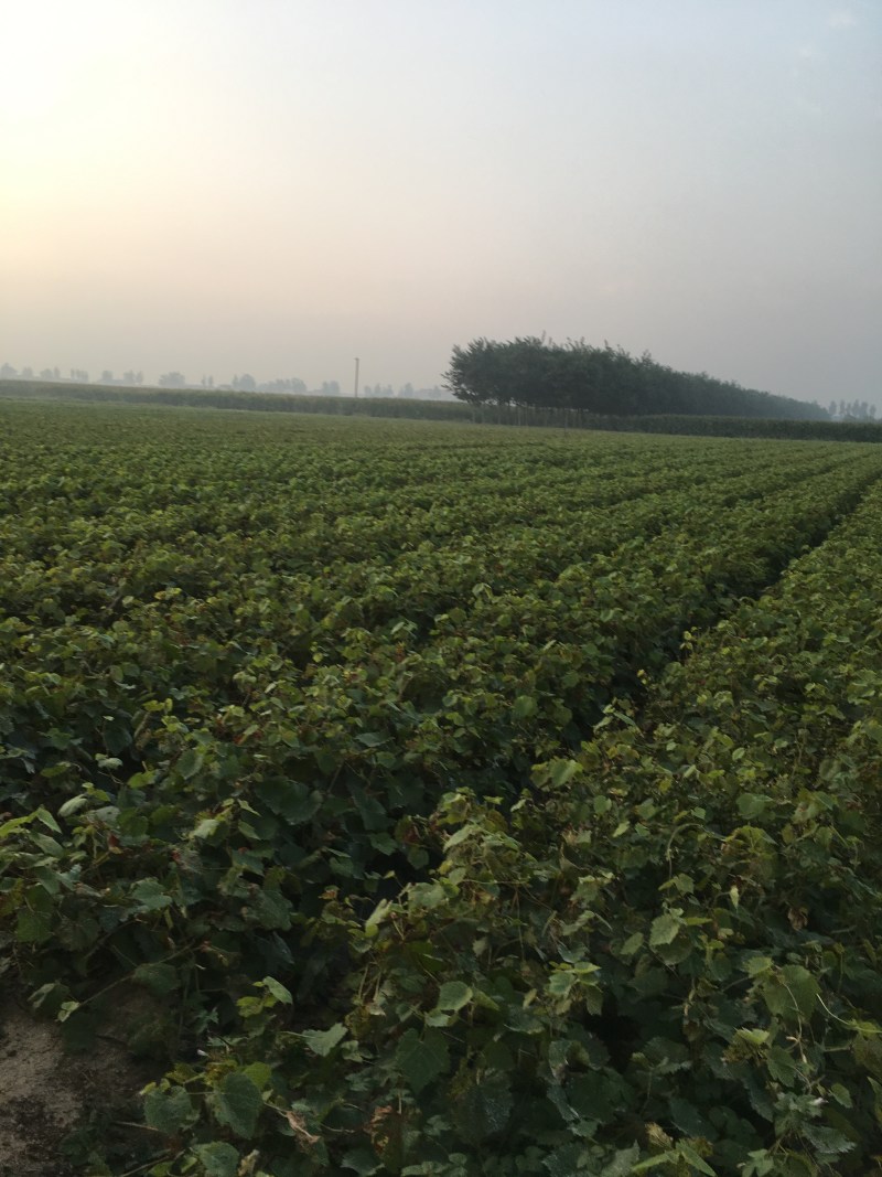 克伦生无核葡萄苗葡萄树苗优质克伦生葡萄苗山东基地直供