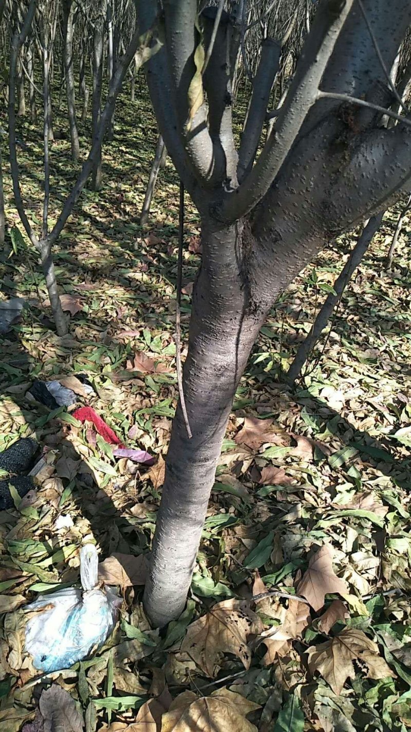 毛桃树苗占地桃树绿化桃树50~60cm