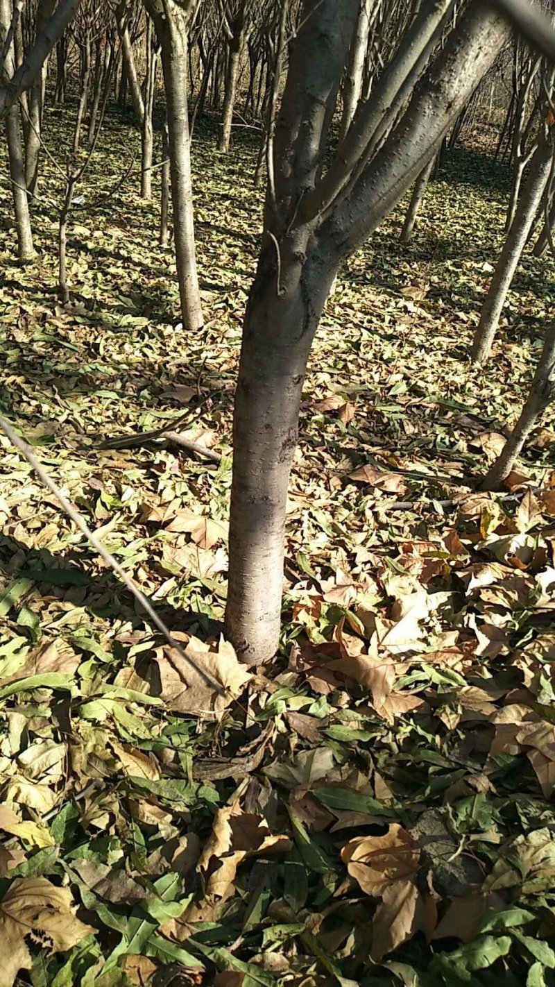 毛桃树苗占地桃树绿化桃树50~60cm